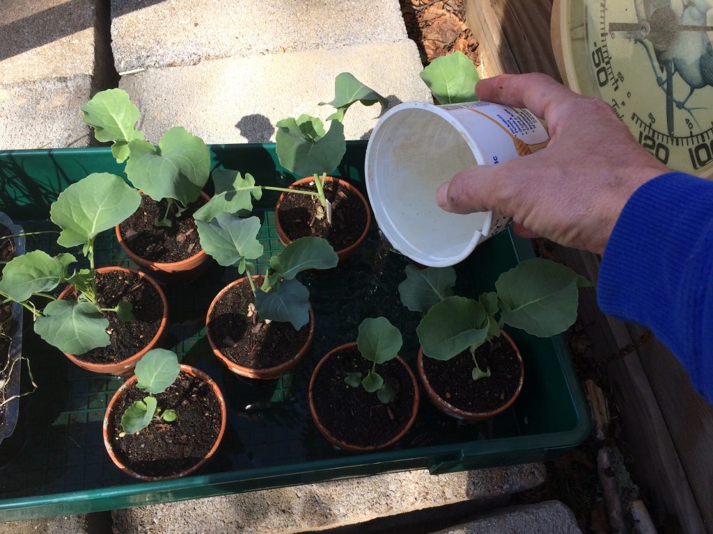 used for watering seedlings